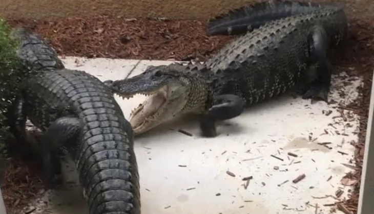 crocodile fight
