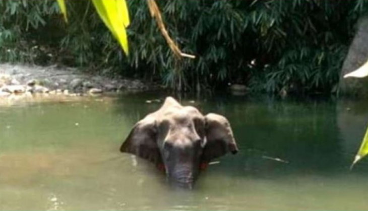 Anushka Sharma On Pregnant elephant