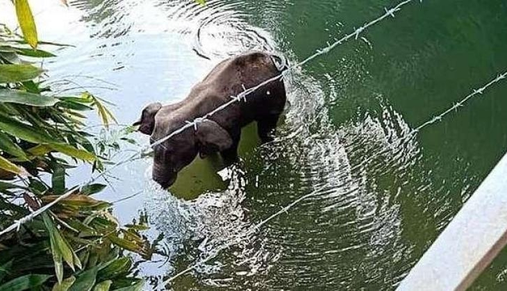 elaephant