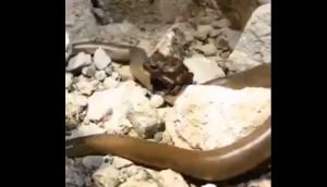 We bet you haven’t seen this ‘frog sitting on snake’ video ever before! Netizens left stunned