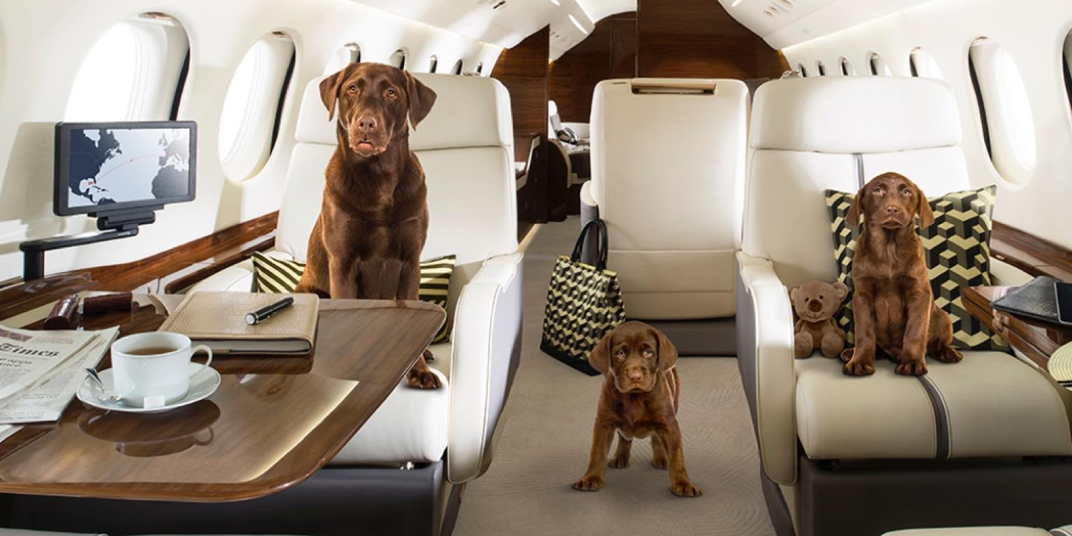 are dogs allowed on private jets