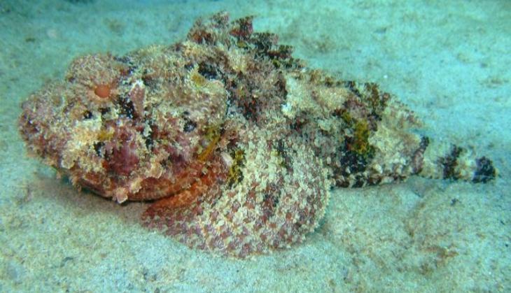 scorpionfish found in Gulf of Mannar
