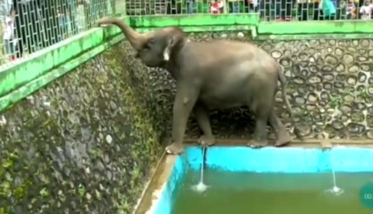 elephant