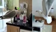 Bizarre! Seagull trespasses into woman’s house, vomits on her kitchen counter; viral pic inside