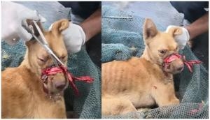 Kerala: Dog with its mouth sealed by tape for 2 weeks rescued