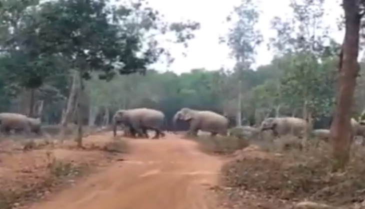 Elephant