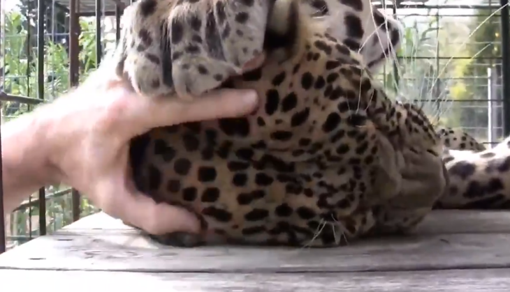 Leopard