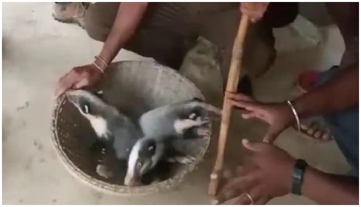 Tripura: 3 endangered Hog Badgers found in Dhalai 
