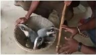 Tripura: 3 endangered Hog Badgers found in Dhalai 