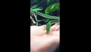 Watch snake drinking water from man’s palm; video leaves netizens stunned