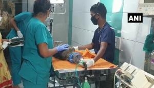Maharashtra: Injured peahen rescued from Mumbai's Raj Bhavan