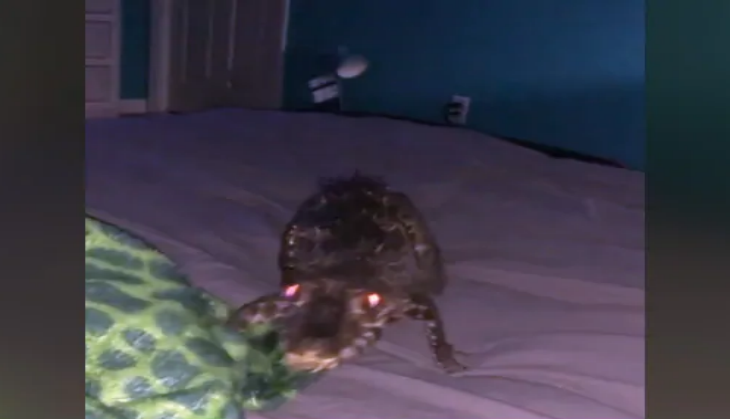 Alligator