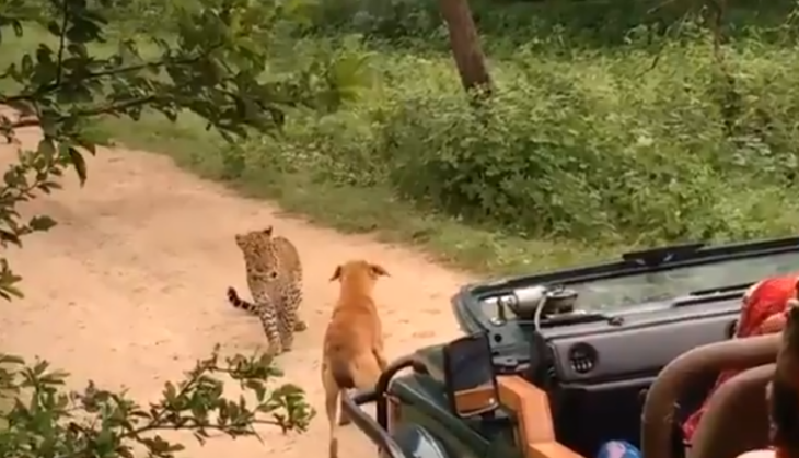 leopard attack