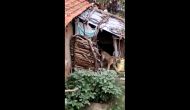 Unseen video of scared tiger running away from humans; here’s the viral clip