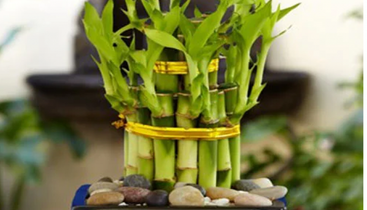 Bamboo