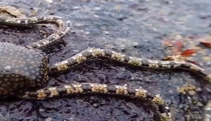 viral video