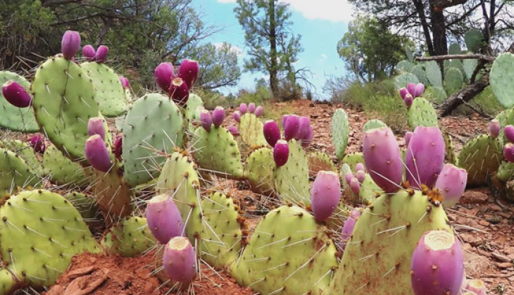 cactus face pack