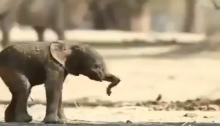 baby elephant