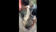 Viral Video: Man goes inside deep ditch to rescue goat; his grit will amaze you!