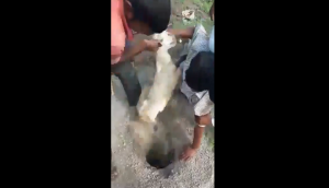 Viral Video: Man goes inside deep ditch to rescue goat; his grit will amaze you!