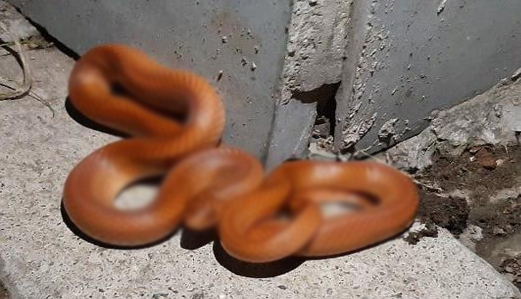 OMG! Rare red snake found in UP; netizens call it ‘beautiful’