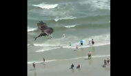 Hair-raising video of giant bird carrying away large fish from ocean goes viral