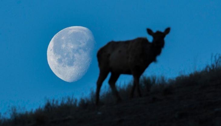 lunar eclips