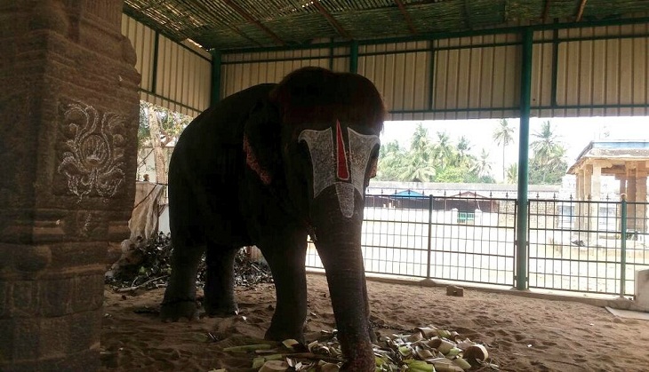 This amazing hairstyle of elephant is the newest trend online; netizens love her ‘swag’