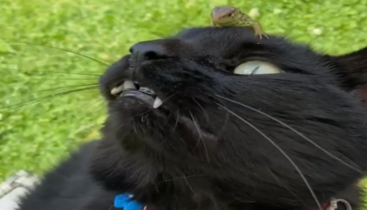 Lizard on cat head