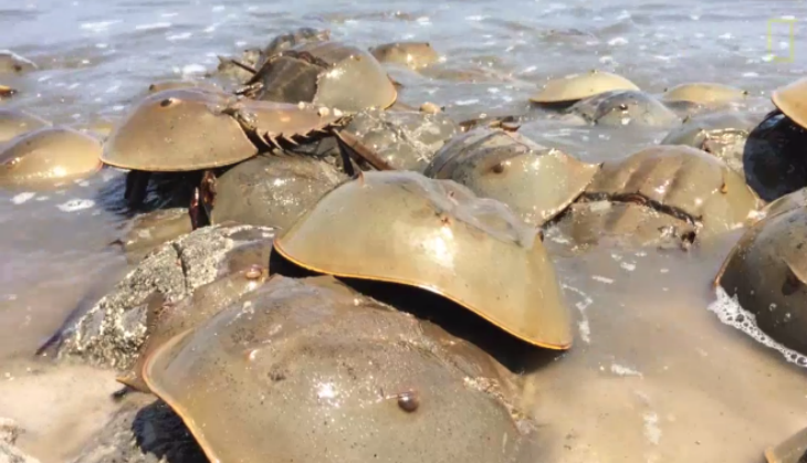 Horseshoe crab blood is key to making a COVID-19 vaccine