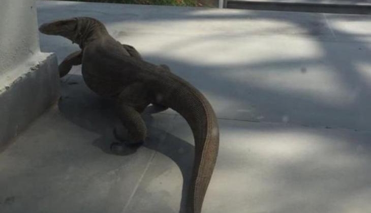 lizard