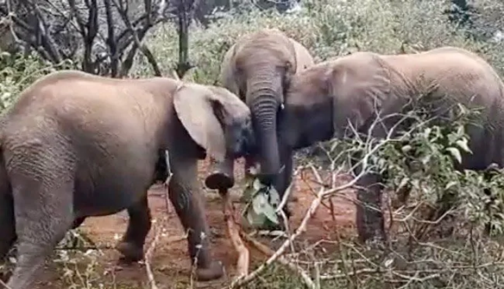 Elephant