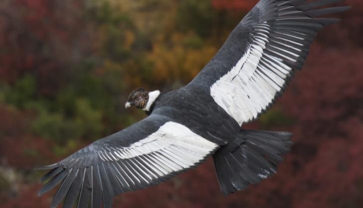 World’s largest soaring bird Andean condors can fly for 160 km without flapping wings