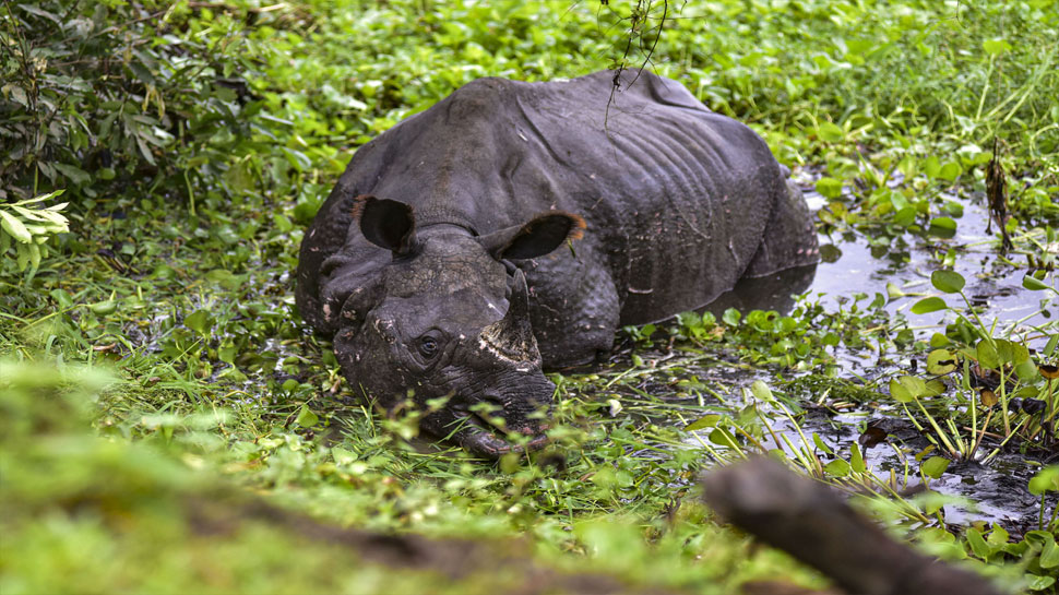 Assam floods: 108 animals die at Kaziranga National Park