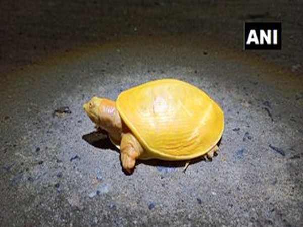 Odisha: Locals rescue rare yellow turtle in Balasore