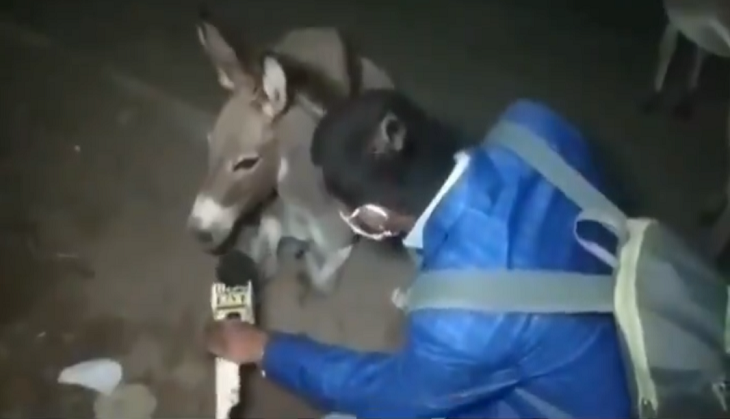 Viral Video:  Journalist tries to talk with donkey about COVID-19; here’s what animal replies