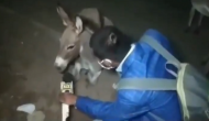 Viral Video:  Journalist tries to talk with donkey about COVID-19; here’s what animal replies