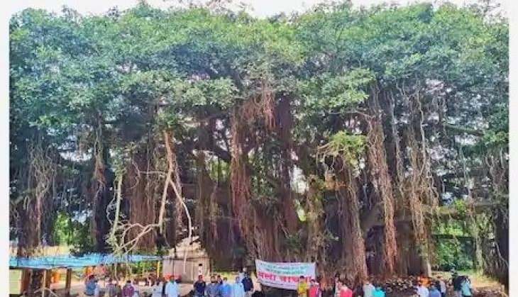 bargad tree