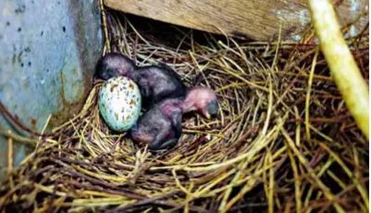 Tamil Nadu village goes dark for 35 days save the bird and its family