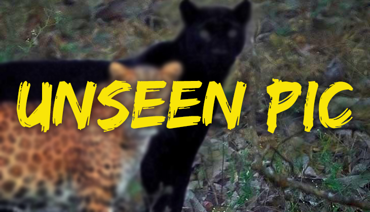 Indian wildlife photographer shares the rare photo of black panther and leopard couple; pic goes viral