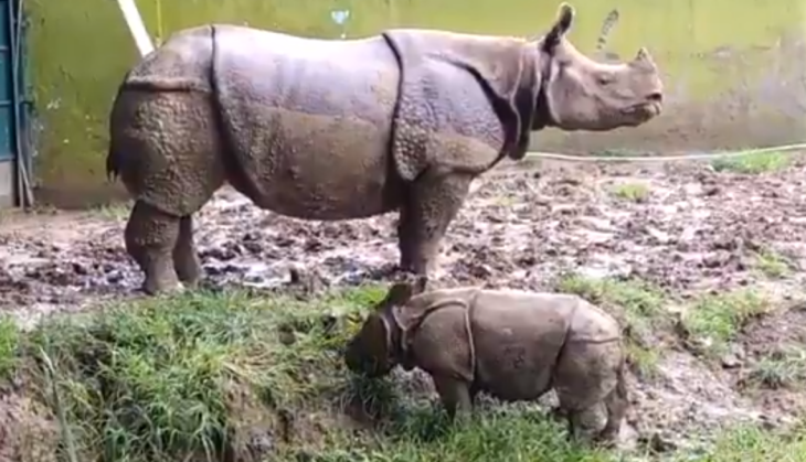 Rhino