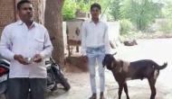 Rajasthan: Male goat produces milk in Dholpur
