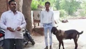 Rajasthan: Male goat produces milk in Dholpur