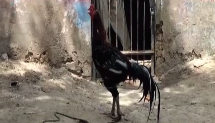 Pakistan Rooster released from police custody after eight months