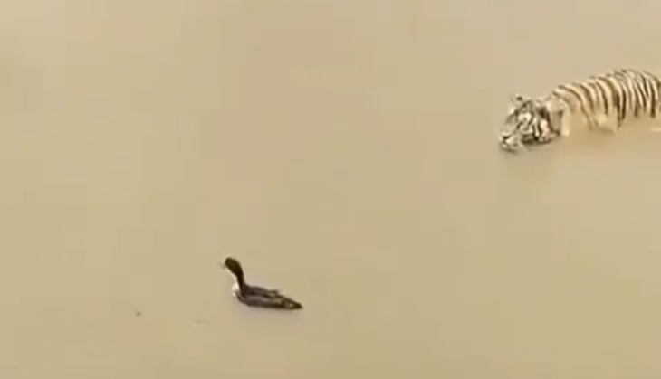 tiger