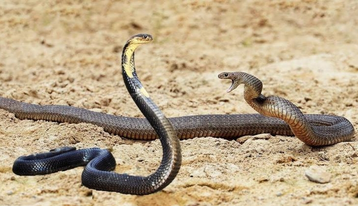 snake
