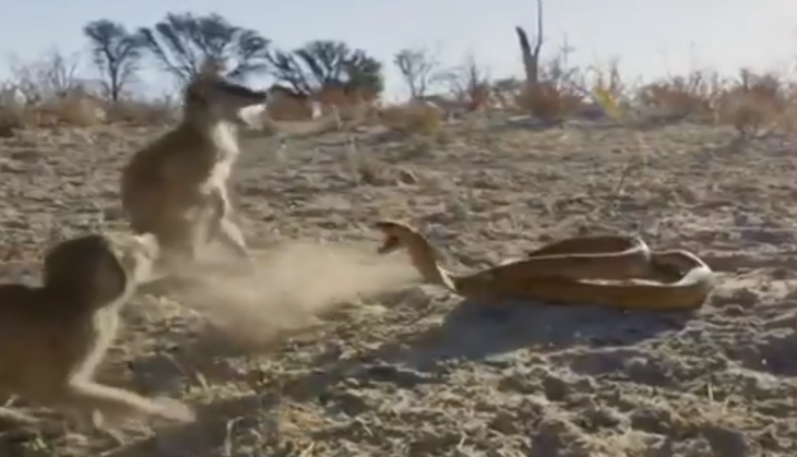 King cobra fight with Meerkat