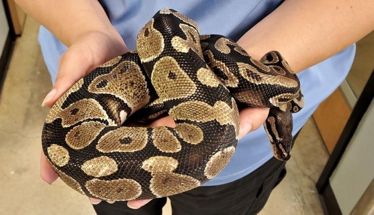 Python
