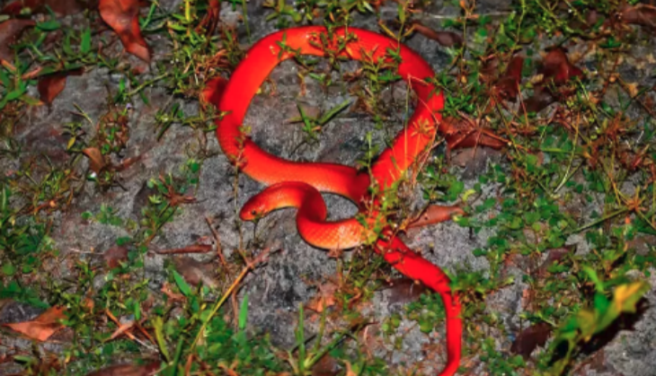 Uttarakhand Nainital rare Red Coral Kukri snake Spotted