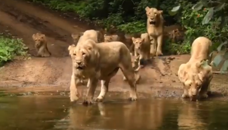 lion